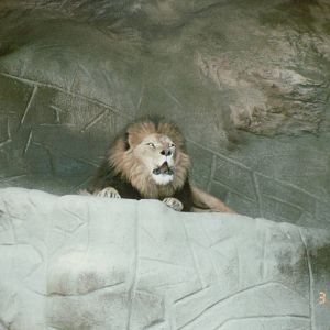 Hagenbeck 1995 - Magnificent African Lion male