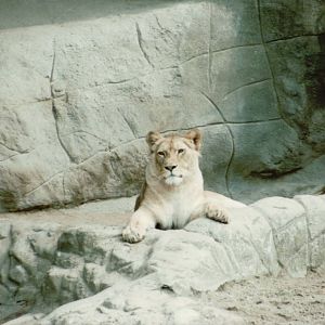 Hagenbeck 1995 - African Lioness