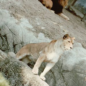 Hagenbeck 1995 - African Lioness