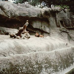 Hagenbeck 1995 - Moat of the African Lion exhibit