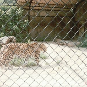 Hagenbeck 1995 - Chinese Leopard in the second Amur Tiger exhibit