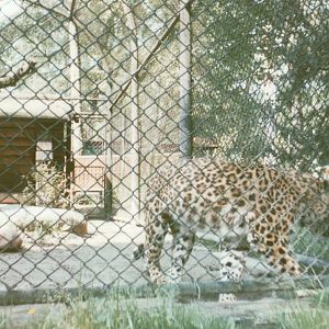 Hagenbeck 1995 - Chinese Leopard exhibit