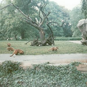 Hagenbeck 1995 - Brown-nosed Coati exhibit