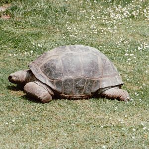 Hagenbeck 1995 - Aldabra Giant Tortoise