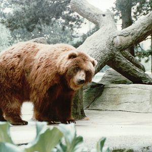 Hagenbeck 1995 - Gigantic Kodiak Bear