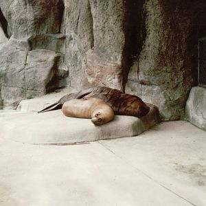 Hagenbeck 1995 - South American Fur Seal in the old Eismeer Panorama
