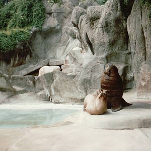 Hagenbeck 1995 - South American Fur Seal in the old Eismeer Panorama