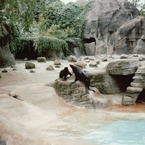 Hagenbeck 1995 - Mixed Pinniped exhibit in the old Eismeer Panorama
