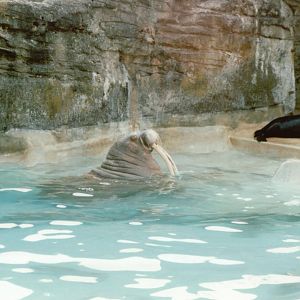 Hagenbeck 1995 - Antje the Walrus with some South American Fur Seals