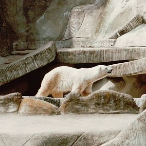 Hagenbeck 1995 - Polar Bears in the old Eismeer Panorama