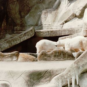 Hagenbeck 1995 - Polar Bears in the old Eismeer Panorama