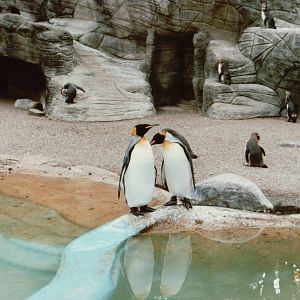 Hagenbeck 1995 - King and Humboldt Penguins in the old Eismeer Panorama