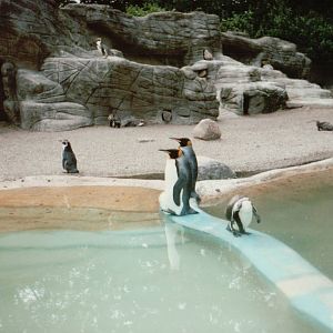 Hagenbeck 1995 - King and Humboldt Penguins in the old Eismeer Panorama