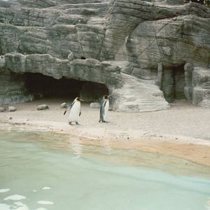 Hagenbeck 1995 - King Penguins in the old Eismeer Panorama