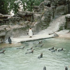 Hagenbeck 1995 - King and Humboldt Penguins in the old Eismeer Panorama