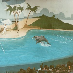 Hagenbeck 1995 - Dolphin and Sea Lion Show
