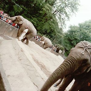 Hagenbeck 1995 - Visitors feeding peanuts to the Asiatic Elephants