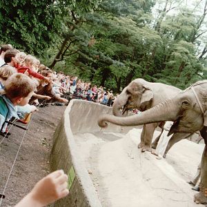 Hagenbeck 1995 - Visitors feeding peanuts to the Asiatic Elephants