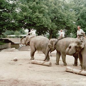 Hagenbeck 1995 - Asiatic Elephant keeper demonstration