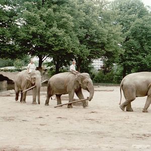 Hagenbeck 1995 - Asiatic Elephant keeper demonstration