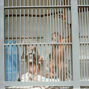 Hagenbeck 1995 - In the old Orangutan House