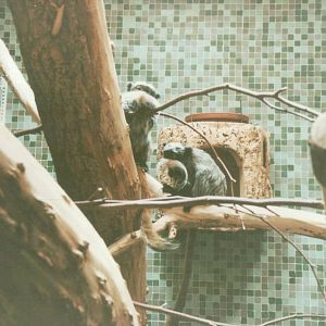 Hagenbeck 1995 - Mixed exhibit for Emperor Tamarin and Green Iguana