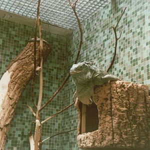 Hagenbeck 1995 - Mixed exhibit for Emperor Tamarin and Green Iguana