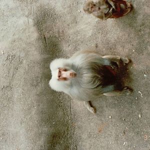 Hagenbeck 1995 - Hamadryas Baboon male