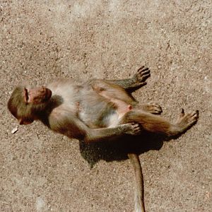 Hagenbeck 1995 - Young Hamadryas Baboon