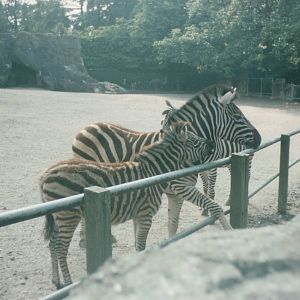 Hagenbeck 1995 - Chapmans Zebra