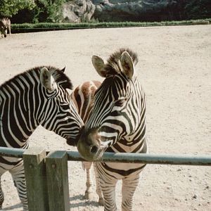 Hagenbeck 1995 - Chapmans Zebra