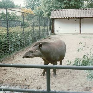 Hagenbeck 1995 - Brazilian Tapir exhibit