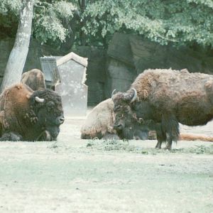 Hagenbeck 1995 - American Bison