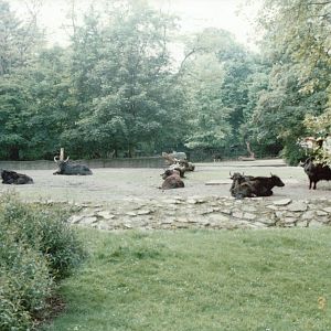 Hagenbeck 1995 - Yak exhibit