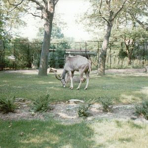 Hagenbeck 1995 - Greater Kudu