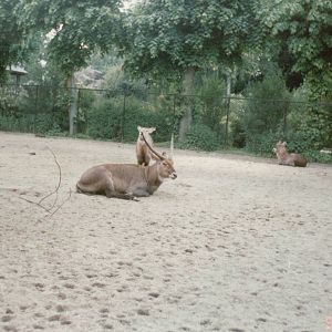 Hagenbeck 1995 - Defassa Waterbuck exhibit