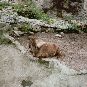 Hagenbeck 1995 - Himalayan Tahr