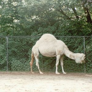 Hagenbeck 1995 - White Arabian Camel