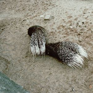 Hagenbeck 1995 - Crested Porcupines