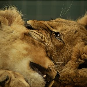 Babylions at Berlin Zoo