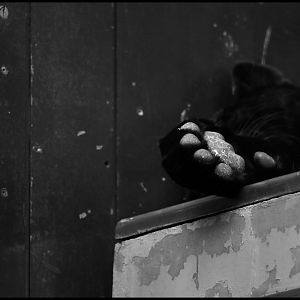 Black Jaguar at Berlin Zoo