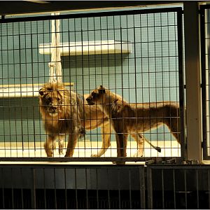 Lions at Berlin Zoo
