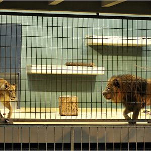 Lion and Barbary lioness at Berlin Zoo