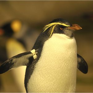 Tristan da Cunha rockhopper penguin at Berlin Zoo