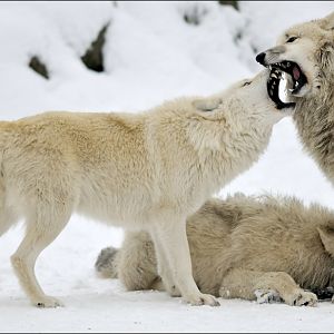Wolves at Berlin Zoo