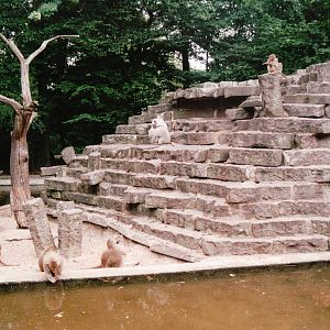 Krefeld Zoo 2002 - Hamadryas Baboon exhibit