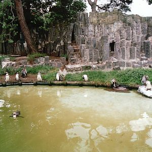 Krefeld Zoo 2002 - Humboldt Penguin exhibit