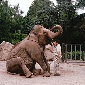Krefeld Zoo 2002 - Asiatic Elephant keeper demonstration