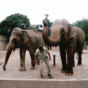 Krefeld Zoo 2002 - Asiatic Elephant keeper demonstration