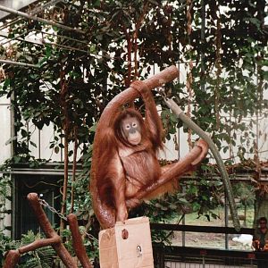 Krefeld Zoo 2002 - Bornean Orangutan